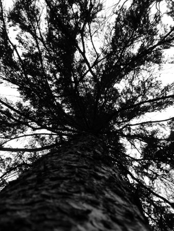 detail of a coniferの写真素材