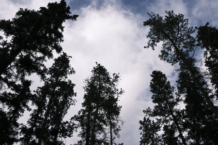 pine trees in the forestの写真素材