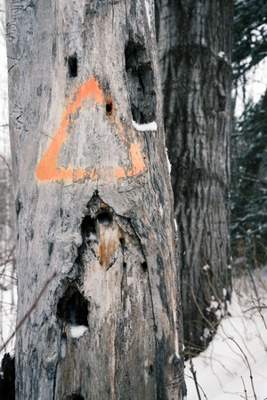 a mark on a tree that needs to be cut downの写真素材