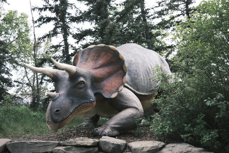 Triceratops dinosaur statue in the park, closeup of photoの写真素材