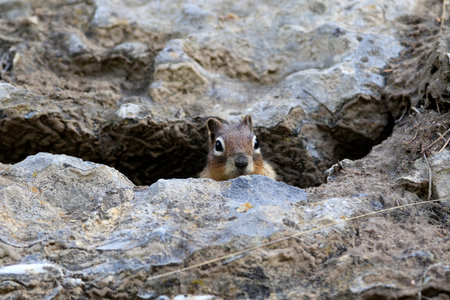 Chipmunk looking out of a hole in a rock wall.の写真素材