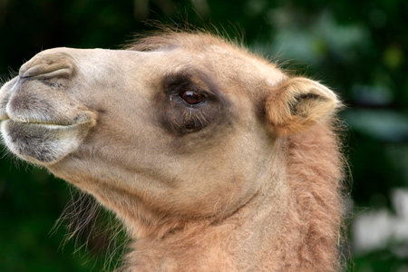 Portrait of a camel in the zoo. Close up.の写真素材