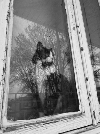 a cat at the window. Black and white photo.