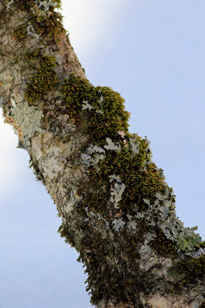 Moss on a tree in the forest, closeup of photoの写真素材