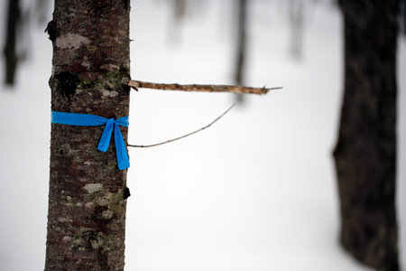 Blue ribbon tied to a tree in the forest in winter time.の写真素材