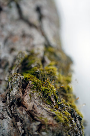 Close up of moss on a tree trunk. Selective focus.の写真素材