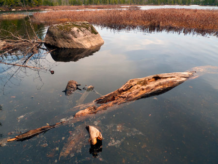 Lake in the forest with stones and driftwood on the shore.の写真素材