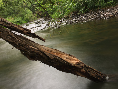 Fallen tree in the middle of a mountain river. Shallow depth of field.の写真素材