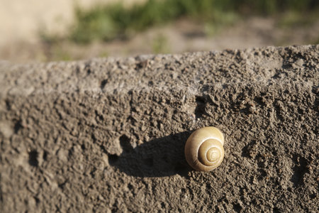 Snail on the concrete wall. Shallow depth of field.の写真素材