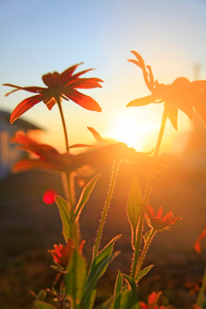 Sunset on a meadow with red rudbeckia flowers.の写真素材
