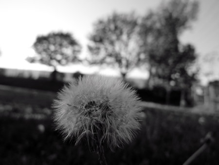 Dandelion flower in the field. Black and white photo.の写真素材