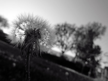 Black and white photo of a dandelion flower in the fieldの写真素材