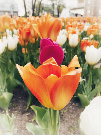 Colorful tulip flowers blooming in the garden, vintage toneの写真素材