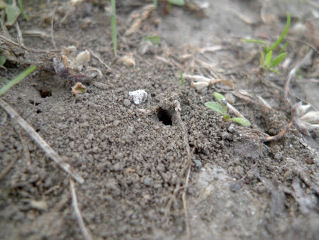 Ants in the hole on the ground. Ants nest.の写真素材