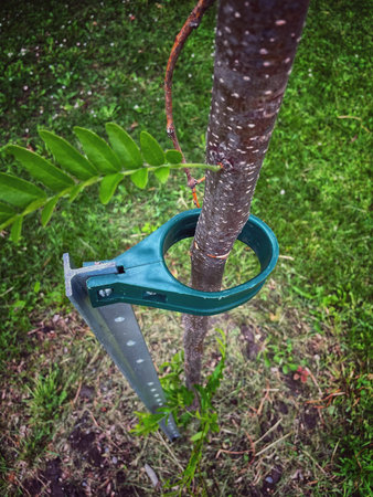 A tree with a support in a park