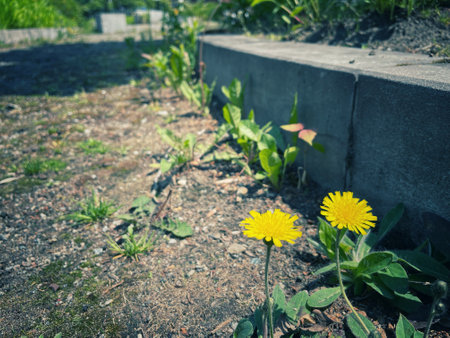 Yellow dandelion flowers growing in the garden. Spring time.の写真素材
