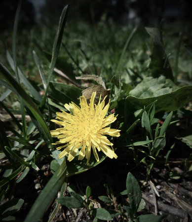Yellow dandelion flower on green grass. Selective focus.