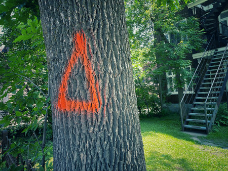 orange triangle on the tree that needs to be cut down