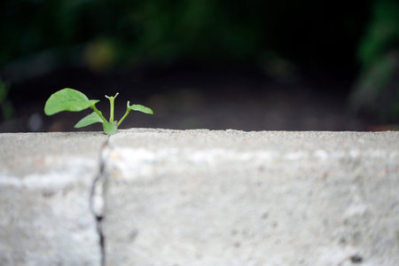 Plant growing from crack in cement wall, selective focus on plant