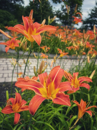 Orange daylily flowers blooming in the garden in summer.