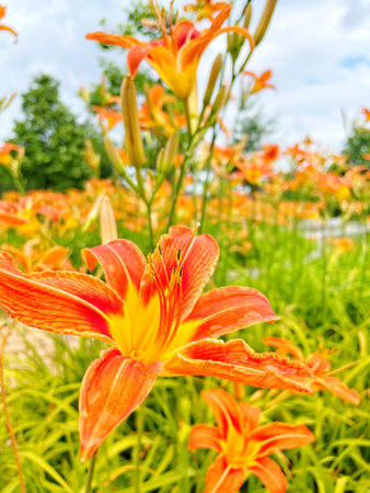 Beautiful orange lily flowers in the garden on a summer dayの写真素材