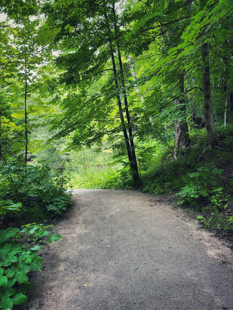 Path in a green forest in the summer, with trees and grass