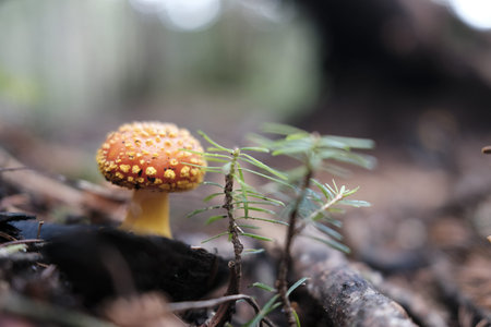 Mushrooms in the autumn forest, close-up macro photography