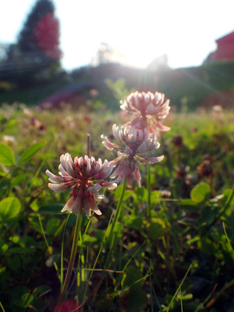 Field of clover in the rays of the setting sun, close-upの写真素材
