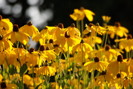 yellow flowers in the garden in the summer, note shallow depth of field
