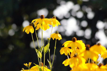 Yellow flowers in the garden on a sunny day. Shallow depth of fieldの写真素材