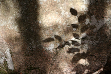 Shadow of leaves on the rock in the forest, abstract background.