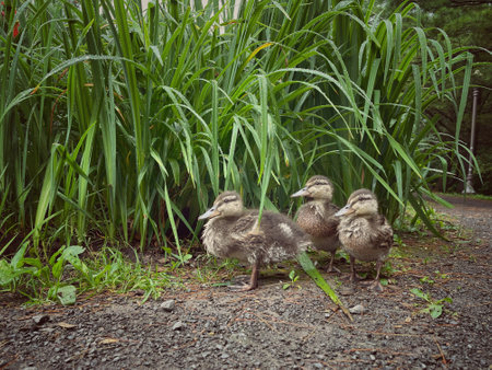 Three ducklings standing on the road among reeds in the parkの写真素材
