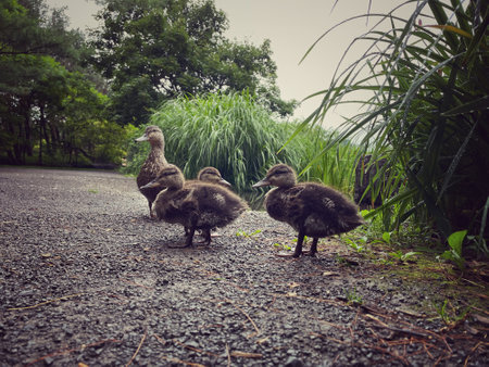 Ducklings walking on the road in the park. Vintage-styleの写真素材