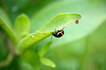 A closeup of a black and orange milkweed beetle on a green leafの写真素材
