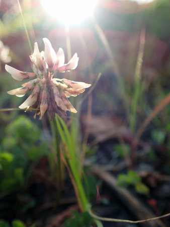 Close up of white clover flower with sun rays in the backgroundの写真素材