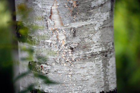 birch tree trunk in the forest, closeup of photoの写真素材