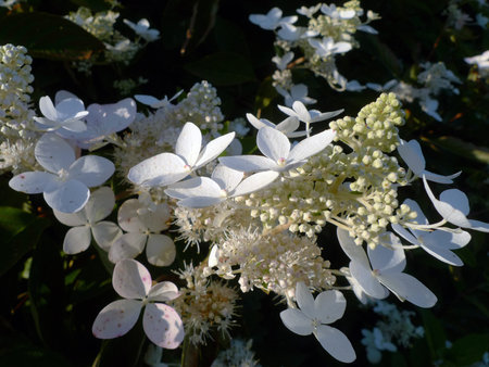 White Hydrangea macrophylla in the garden on a sunny day