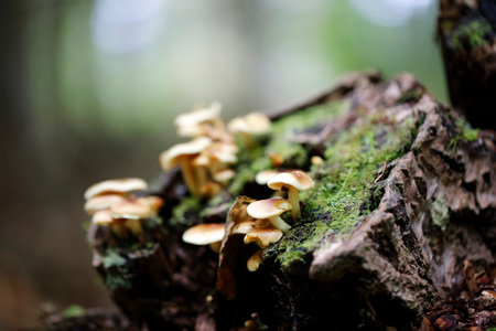 Mushrooms growing on a dead tree in the forest. selective-focus