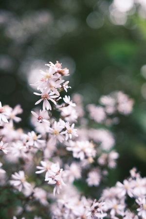 Little white flowers in the garden. Shallow depth of field.の写真素材