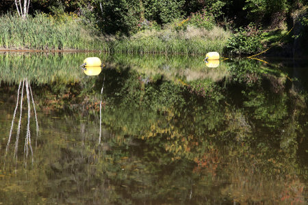 Reflection of trees in the lake water with two yellow buoys