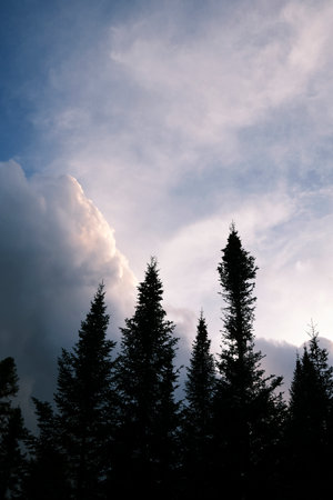 Silhouette of coniferous trees against the sky with cloudsの写真素材
