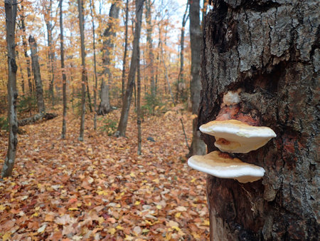 Mushroom growing on a tree in the autumn forestの写真素材