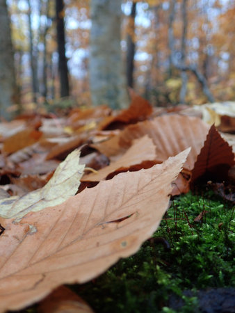 Autumn leaves on a mossy ground in the forest. Selective focus.の写真素材
