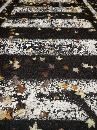 Fallen maple leaves on a pedestrian walkway, closeup of photo
