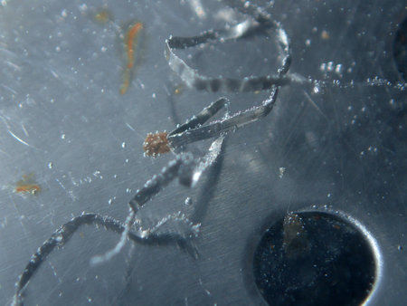 A metal wire in the water of an aluminum basinの写真素材