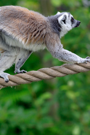 Ring-tailed lemur (Lemur catta) climbing on a ropeの写真素材
