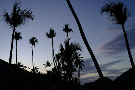 Silhouette of coconut palm trees at sunset on the beach.の写真素材
