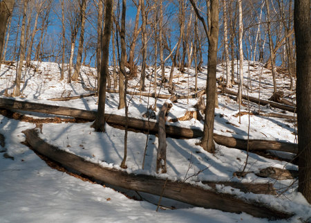 Dead trees on the ground in winter forest with snow background and blue sky.