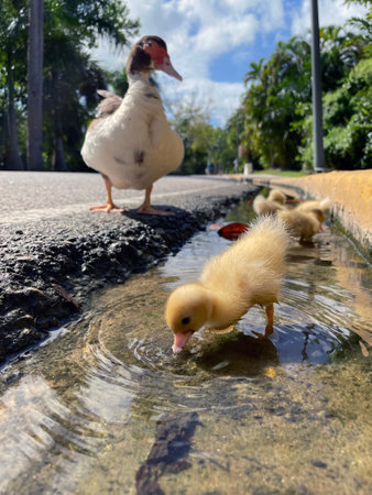 Duckling in the water on the side of the road.の写真素材