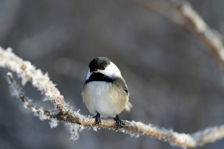A black-capped chickadee on a branch in winterの写真素材